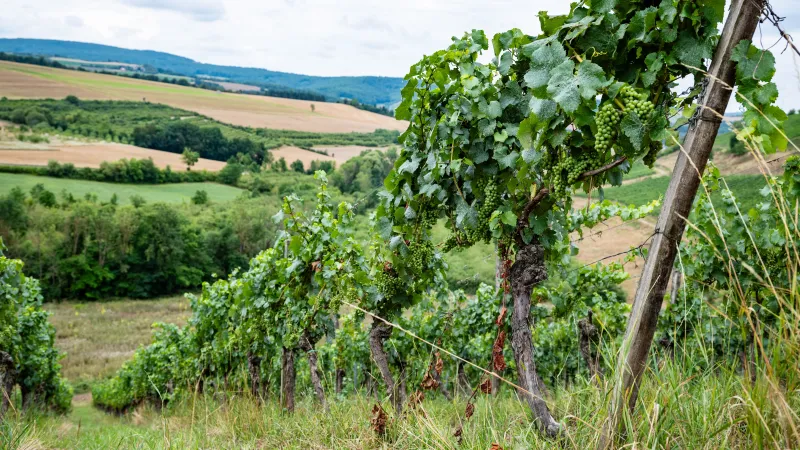 Weinberge im Alsenztal mit Weitblick