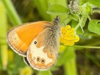 Weisbindiges Wiesenbogelchen (© Karin Schatz)