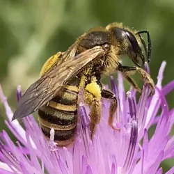 Gelbbindige Furchenbiene (© Karin Schatz)