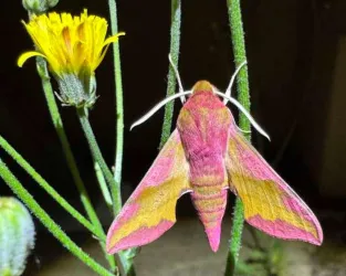 Eine große, bunte Motte sitzt auf einem grünen Stängel neben einer gelben Blume. Die Motte hat leuchtende rosa und gelbe Farben.