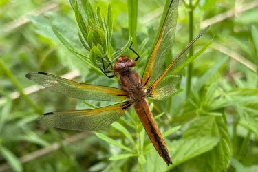 Spitzenfleck Libelle (© Karin Schatz)