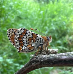Ein bunter Schmetterling sitzt auf einem Ast. Im Hintergrund sind grüne Pflanzen zu sehen.