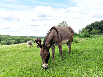Ein Esel steht auf einer Wiese und frisst Gras. Im Hintergrund sind weitere Esel und eine grüne Landschaft zu sehen.