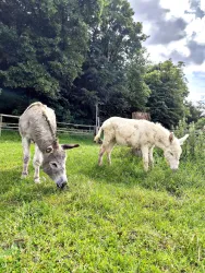Zwei Esel grasen auf einer grünen Wiese. Im Hintergrund sind Bäume und ein bewölkter Himmel zu sehen.