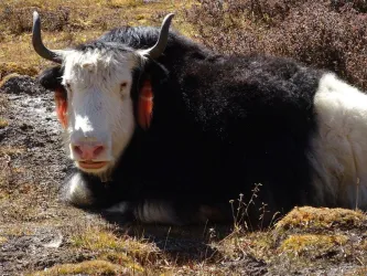 Ruhendes Yak in Nepal (© Dr. Matthias Kroner)