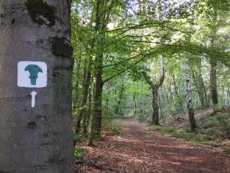 Keltenweg am Donnersberg entlang des Ringwalls (© Donnersberg-Touristik-Verband e.V.)