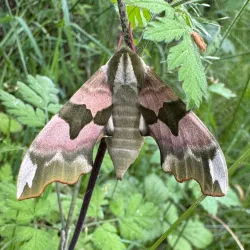 Naturnahe Gartengestaltung (© Narin Schatz)