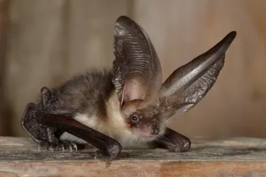 Eine ungewöhnliche Fledermaus mit großen Ohren sitzt auf einem Holzuntergrund. Ihr Körper ist pelzig und braun gefärbt.