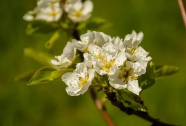 Ein Zweig mit weißen Blüten und frischem Grün. Die Blumen strahlen Frühlingsgefühle aus.