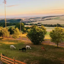 Alpaka-Farm-Donnersberg-Slider-Home01-edited