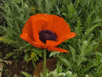 Eine leuchtend rote Mohnblume.