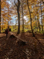 Ein herbstlicher Wald mit bunten Laubbäumen und goldenem Licht. Im Vordergrund steht eine Holzinstallation, die zum Spielen einlädt.