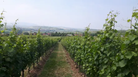 Weinberge Martinspforte - Chardonnay