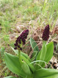 Purpurknabenkraut