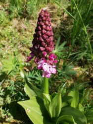 Purpurknabenkraut