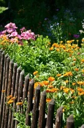 Blühender Gartenzaun