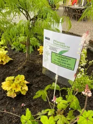 Ein Garten mit verschiedenen Pflanzen und einem Schild zur Pflanzen-Tauschbörse. Das Schild informiert über die frische Bepflanzung von Team 4.