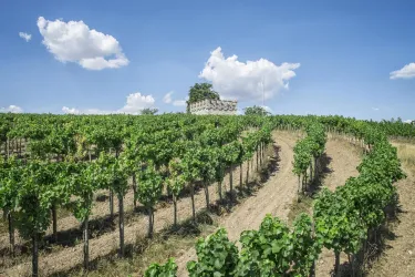 Teil des Schneggewingerts (© Pfalz. Touristik Florian Trykowski)