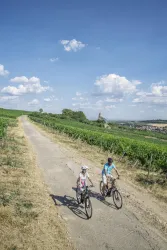 Zwei Radfahrer fahren auf einem Weg durch Weinreben. Der Himmel ist klar und blau mit einigen Wolken.