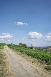 Ein malerischer Weg durch grüne Weinberge unter einem blauen Himmel. Leichte Wolken verleihen der Landschaft eine entspannte Atmosphäre.