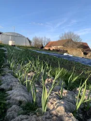 Ein Feld mit frischen, grünen Zwiebeln und einem klaren blauen Himmel. Im Hintergrund sind historische Gebäude und ein Gewächshaus sichtbar.