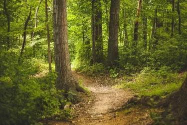 Wald (© Pixabay Pexels)