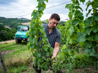 Arbeit im Weinberg (© Donnersberg-Touristik-Verband e.V., Fachenbach Medienagentur)