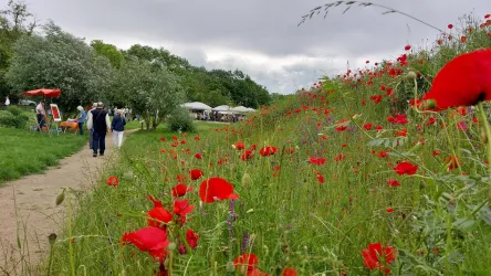 Ein malerischer Weg gesäumt von leuchtend roten Mohnblumen. Im Hintergrund sind Menschen und Stände unter grauem Himmel zu sehen.