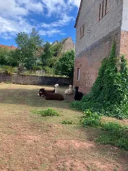 Eine Gruppe von Lamas ruht sich auf einer grünen Wiese aus. Im Hintergrund ist ein Gebäude und eine schöne, bewaldete Landschaft zu sehen.
