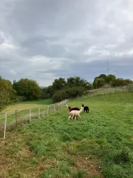 Drei Alpakas grasen auf einer grünen Wiese. Im Hintergrund sieht man Bäume und einen windigen Himmel.