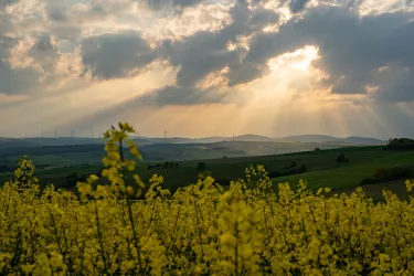 Abendsonne im Raps