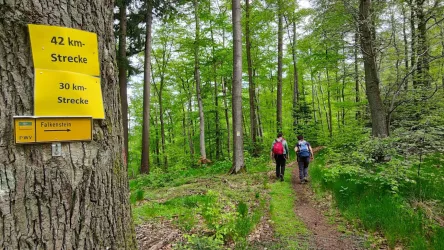 Wandermarathon am Donnersberg 