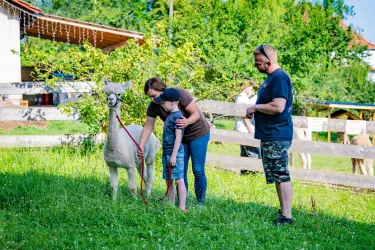 Alpaka Farm, Alpakas, Weide, Einweisung
