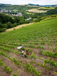 Arbeiten im Steilhang im Alsenztal