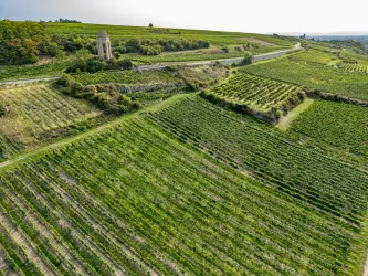 Blick zum Zellertaler Ehrenmal über die Weinberge