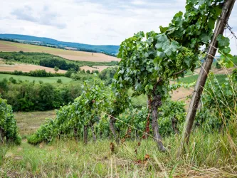 Weinberge im Alsenztal mit Weitblick
