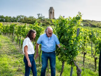 Arbeit in den Weinbergen