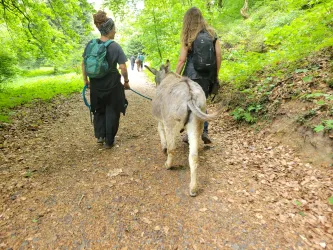 Eselhof Donnersberg Eselwanderung