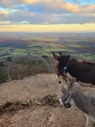 Eselhof Donnersberg am Adlerbogen