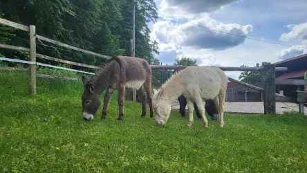 Esel auf der Wiese