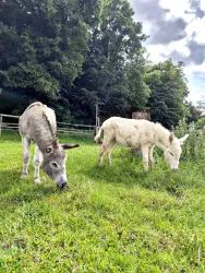 Esel auf der Weide