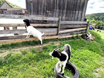 Ziegen 