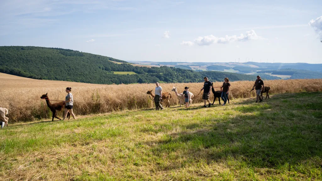 Alpakaspaziergang Alpakafarm, Donnersberg, Hügel