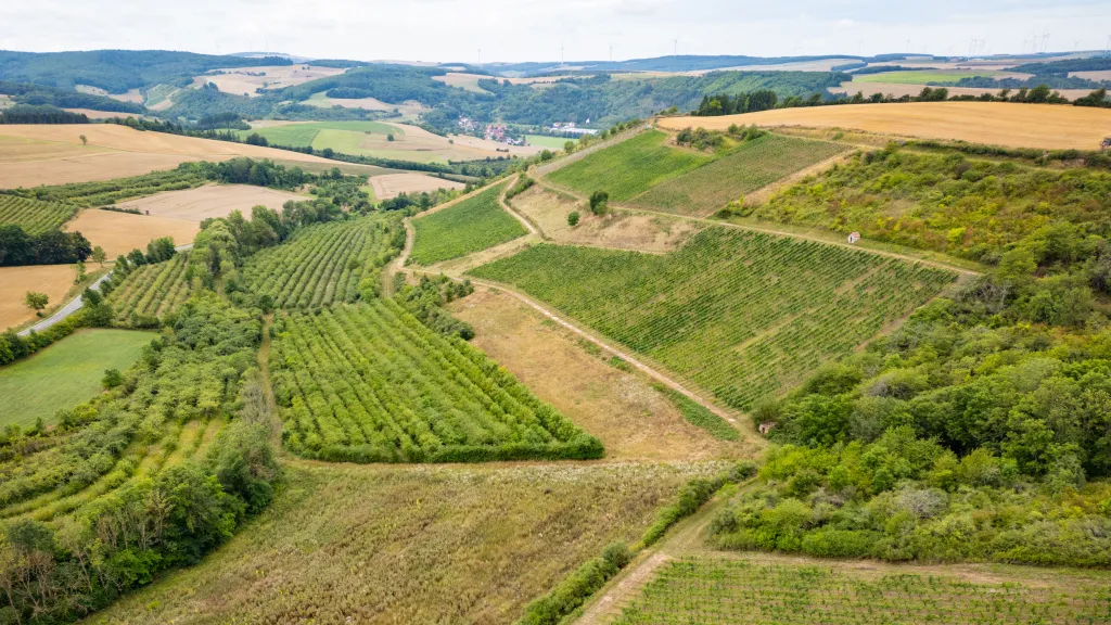 Blick über das Weinanbaugebiet im Alsenztal