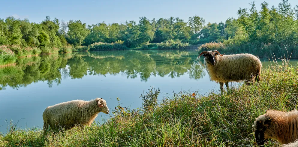 Schafe an der Erdekaut