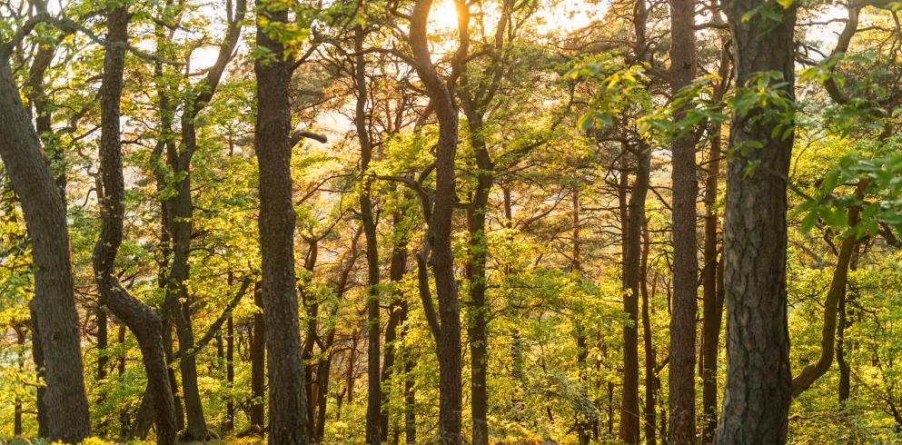 Sonnenuntergang Pfälzer Wald