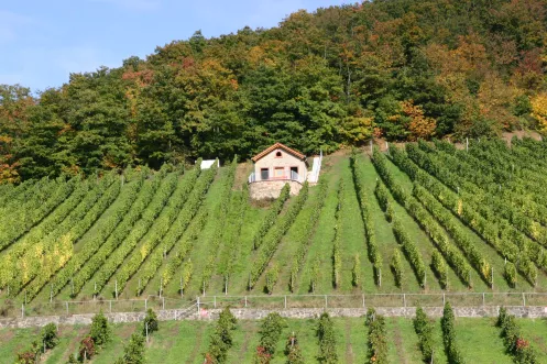 Blick auf das Wingertshäuschen am Seelberg