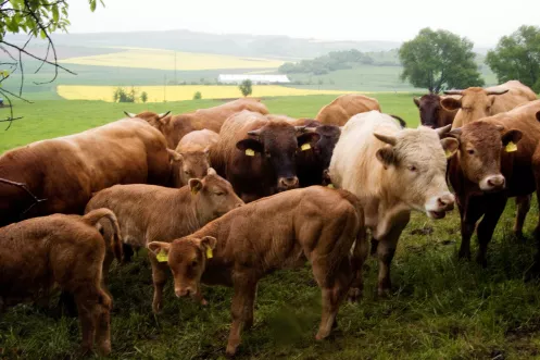 Glanrinder