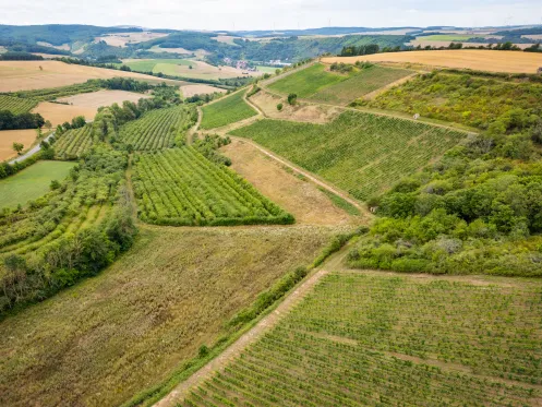 Blick über das Weinanbaugebiet im Alsenztal