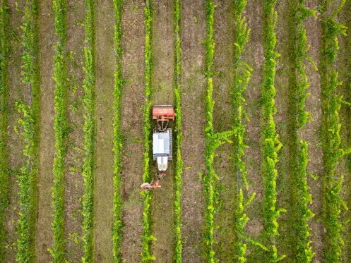 Arbeit in den Weinbergen